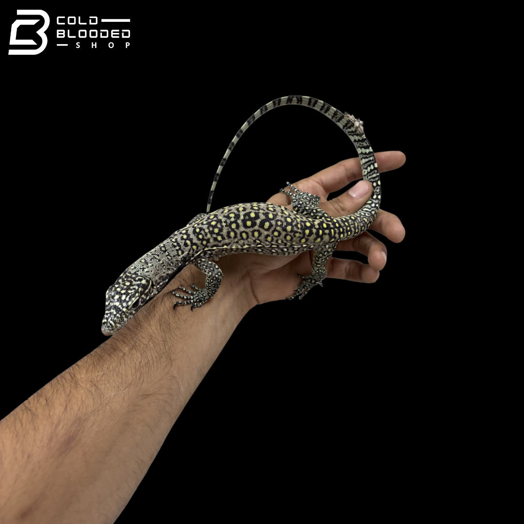 EXTREME PASTEL Blue Tailed Monitor - Varanus Doreanus