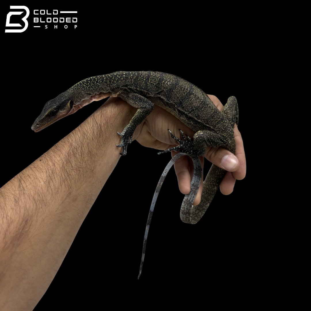 Juvenile Jayapura Peach-throated Monitor - Varanus jobiensis