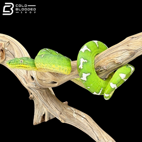 Female Emerald Tree Boa - Corallus caninus