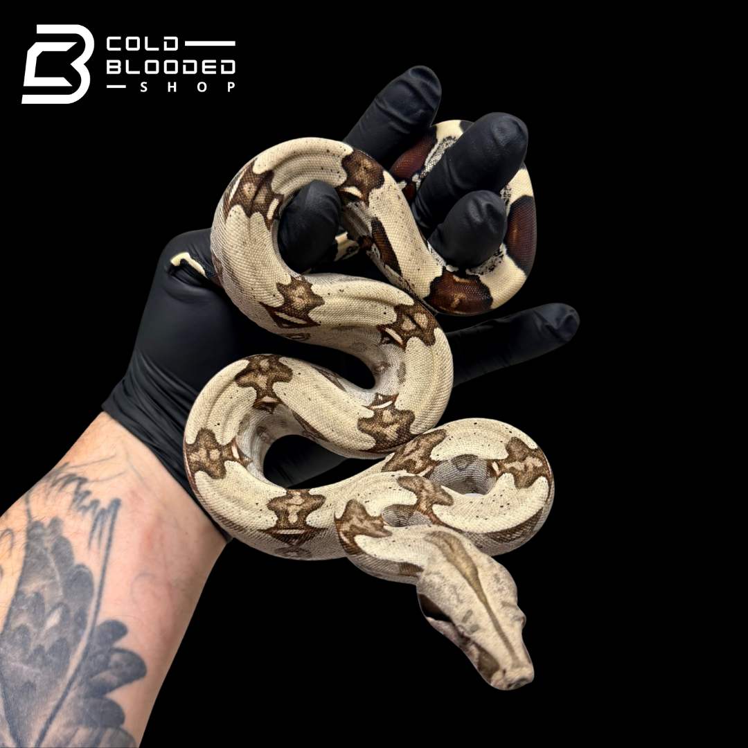 Stunner Male Suriname Boa Constrictor - Boa constrictor constrictor