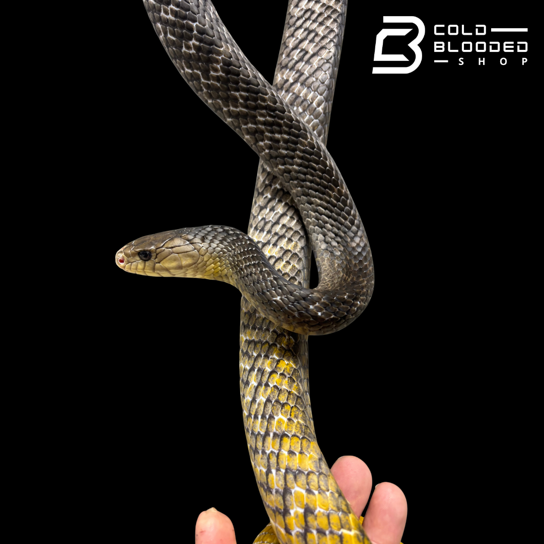 Adult Male Yellow Tailed Cribo - Drymarchon corais