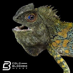 Lagarto monitor sin orejas de Borneo juvenil (Lanthanotus borneensis)