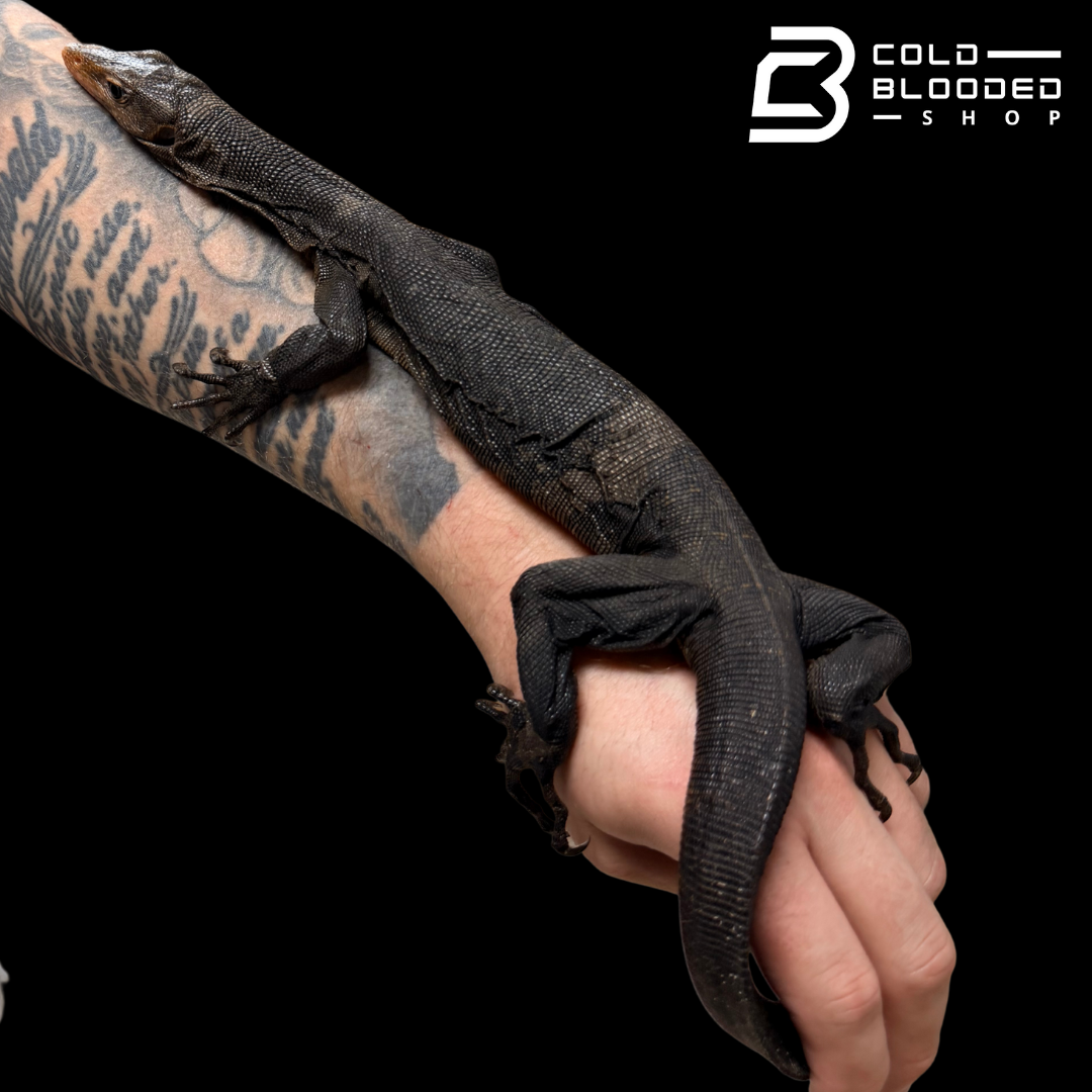 RARE!!! Torch Monitor - Varanus obor