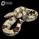 Stunner Male Suriname Boa Constrictor - Boa constrictor constrictor