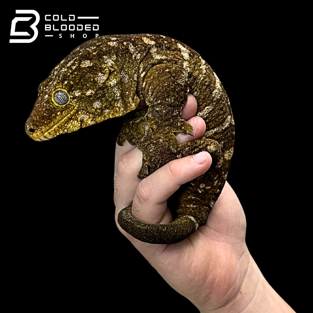 Giant Zoo Stock Leachianus Gecko - Rhacodactylus leachianus
