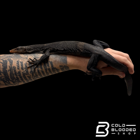 RARE!!! Torch Monitor - Varanus obor