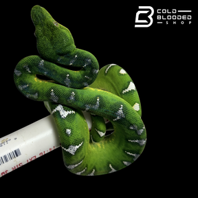 High White Emerald Tree Boa - Corallus caninus #E1