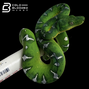 High White Emerald Tree Boa - Corallus caninus #E1