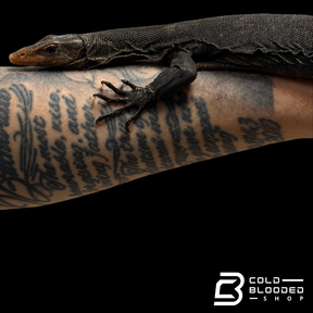 RARE!!! Torch Monitor - Varanus obor