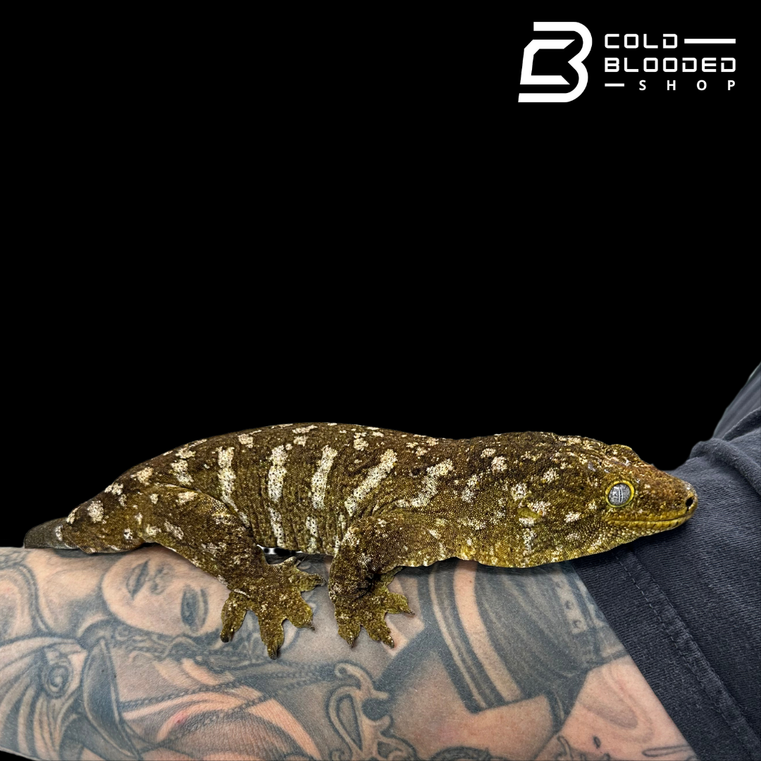 Giant Zoo Stock Leachianus Gecko - Rhacodactylus leachianus