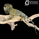 Lagarto monitor sin orejas de Borneo juvenil (Lanthanotus borneensis)