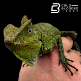 Lagarto monitor sin orejas de Borneo juvenil (Lanthanotus borneensis)