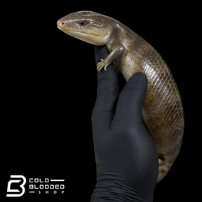 Tanimbar Blue Tongue Skink - Tiliqua scincoides chimaera