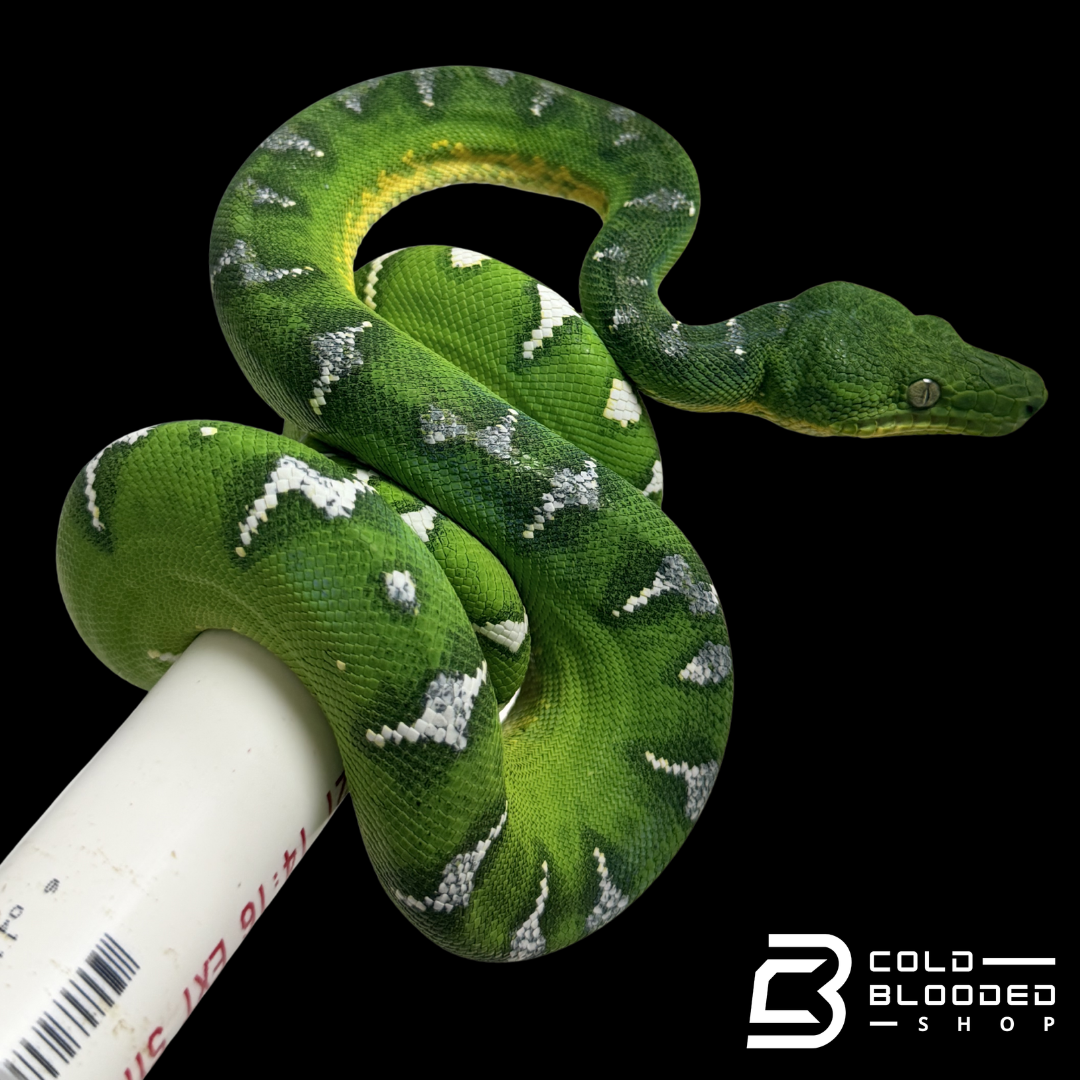 High White Emerald Tree Boa - Corallus caninus #E1