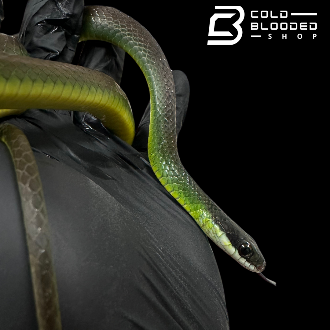 Glossy racer - Drymoluber dichrous