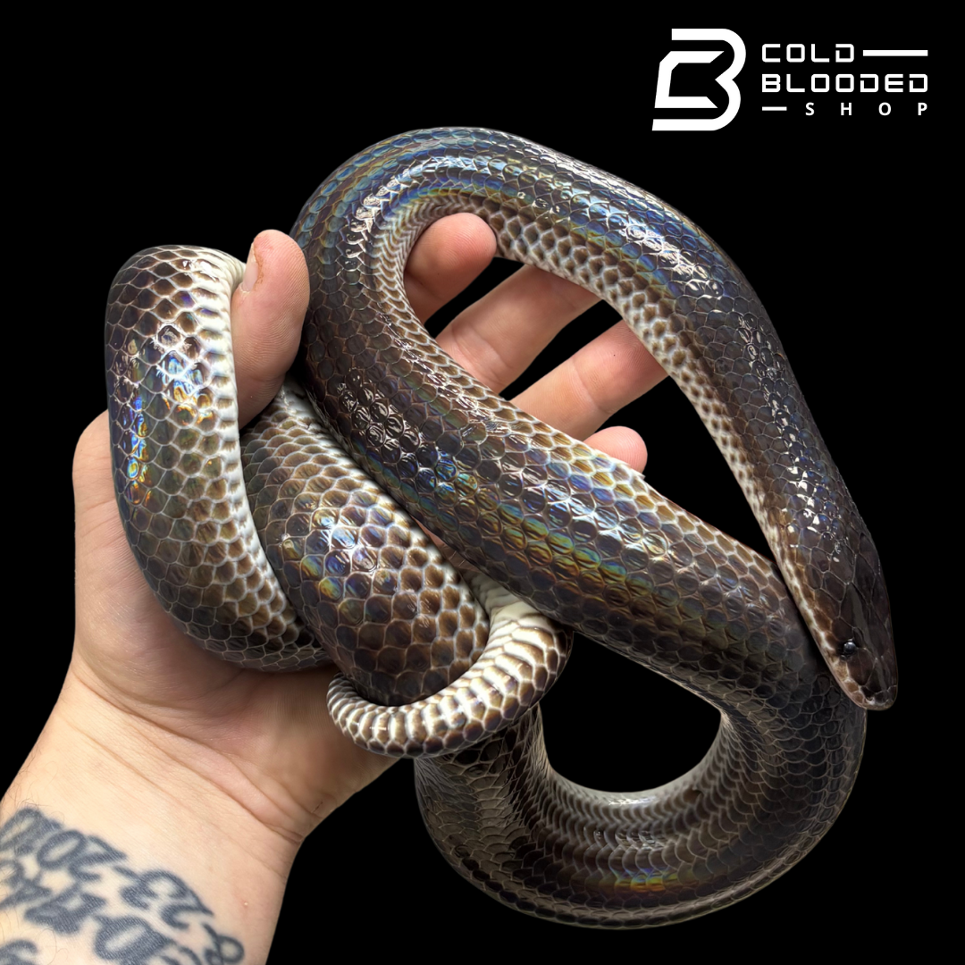Sunbeam snakes - Xenopeltis unicolor