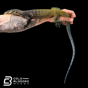 Juvenile Tri-Color Monitor - Varanus yuwonoi
