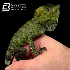Lagarto monitor sin orejas de Borneo juvenil (Lanthanotus borneensis)