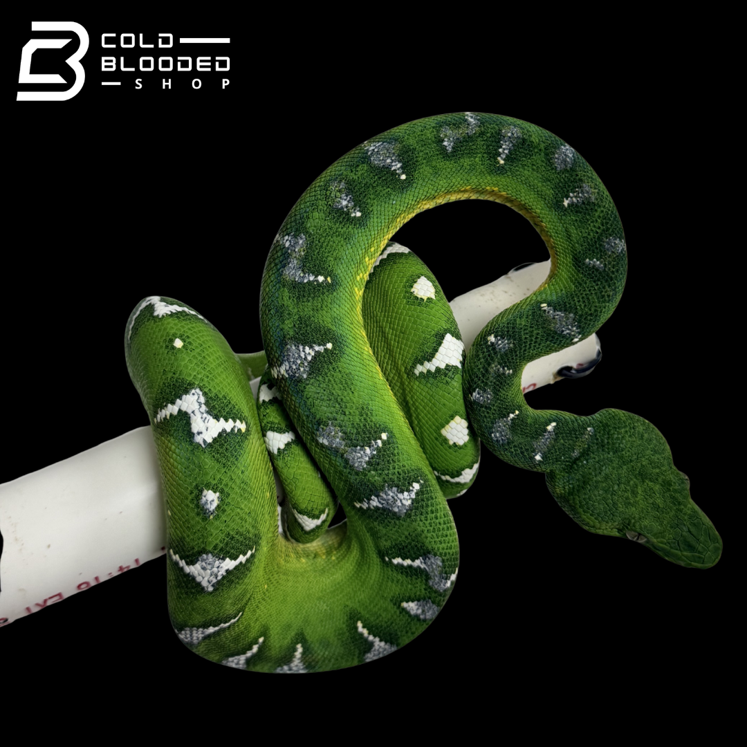 High White Emerald Tree Boa - Corallus caninus #E1