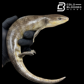 Tanimbar Blue Tongue Skink - Tiliqua scincoides chimaera
