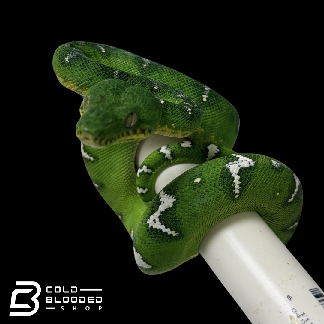 High White Emerald Tree Boa - Corallus caninus #E1