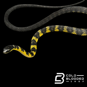 VERY RARE Keelback snake #2 - Tropidonophis halmahericus