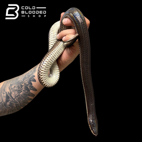Sunbeam snakes - Xenopeltis unicolor