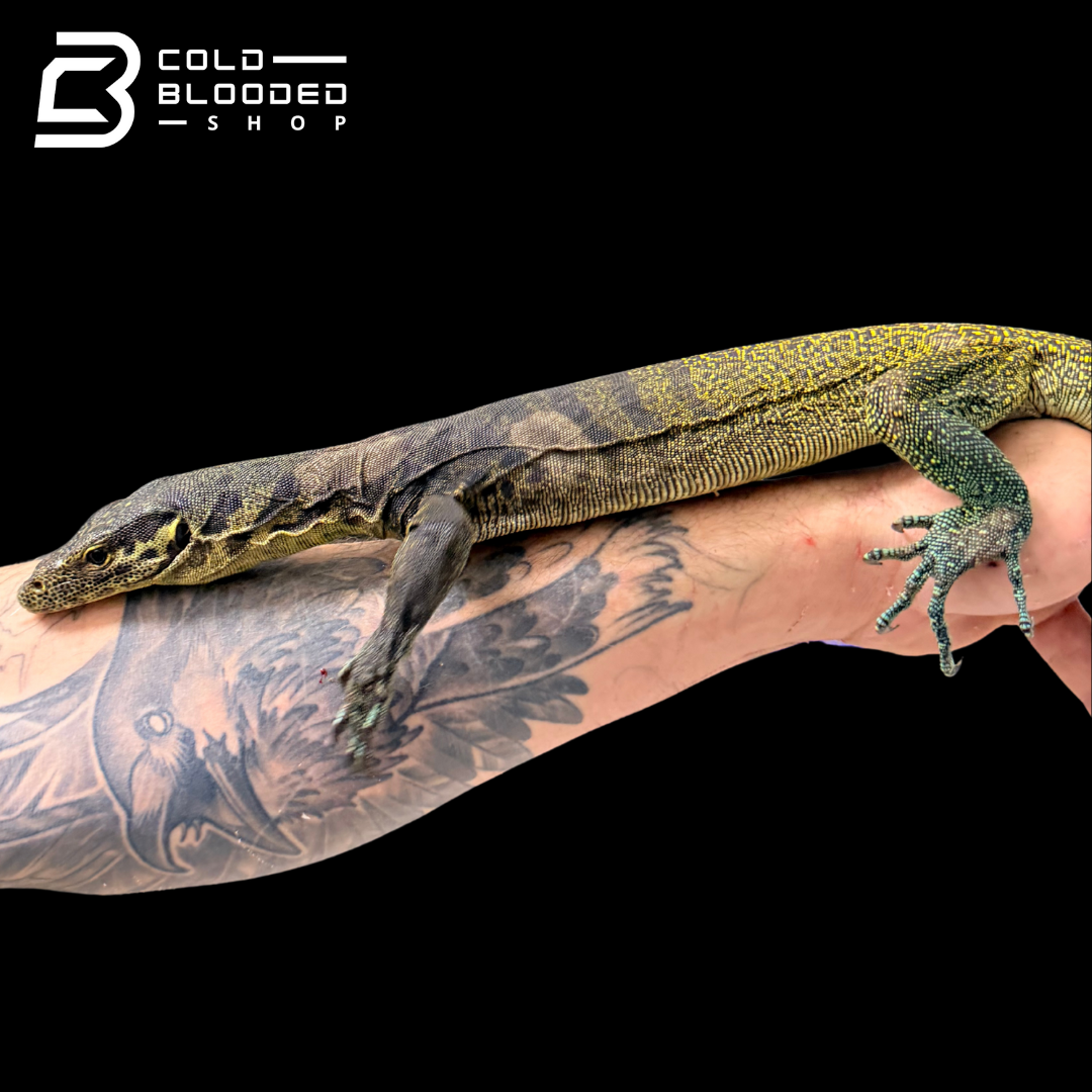 Juvenile Tri-Color Monitor - Varanus yuwonoi
