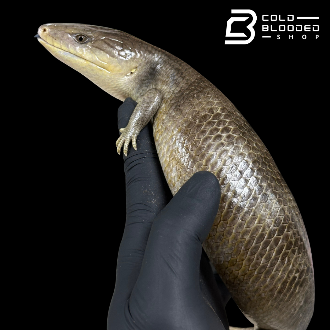 Tanimbar Blue Tongue Skink - Tiliqua scincoides chimaera