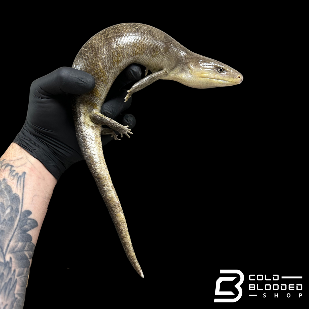 Tanimbar Blue Tongue Skink - Tiliqua scincoides chimaera