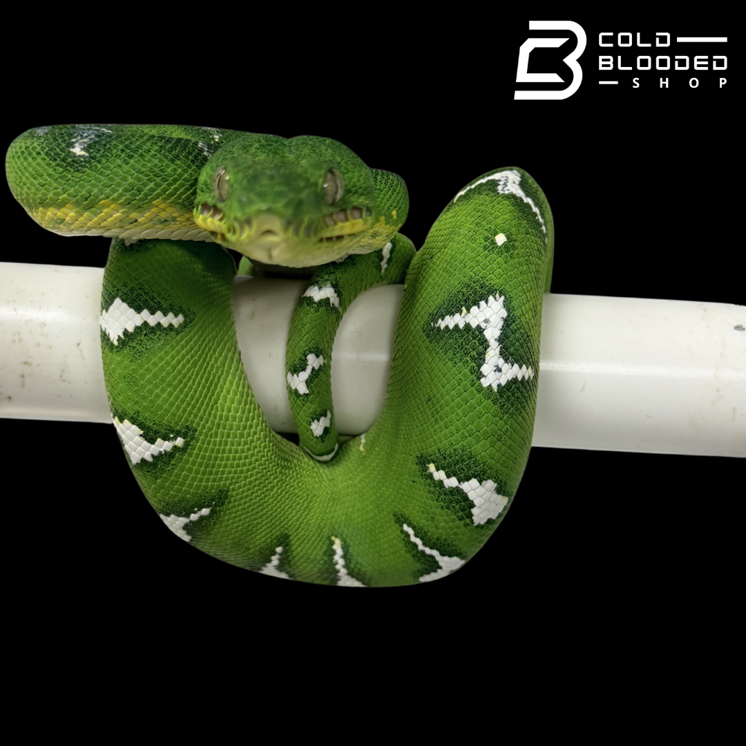 High White Emerald Tree Boa - Corallus caninus #E1