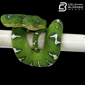 High White Emerald Tree Boa - Corallus caninus #E1
