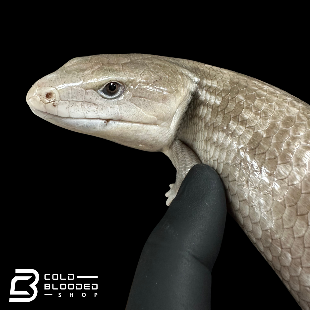 Tanimbar Blue Tongue Skink "Silver" - Tiliqua scincoides chimaera