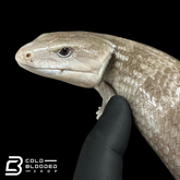 Tanimbar Blue Tongue Skink "Silver" - Tiliqua scincoides chimaera