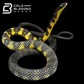 VERY RARE Keelback snake #2 - Tropidonophis halmahericus