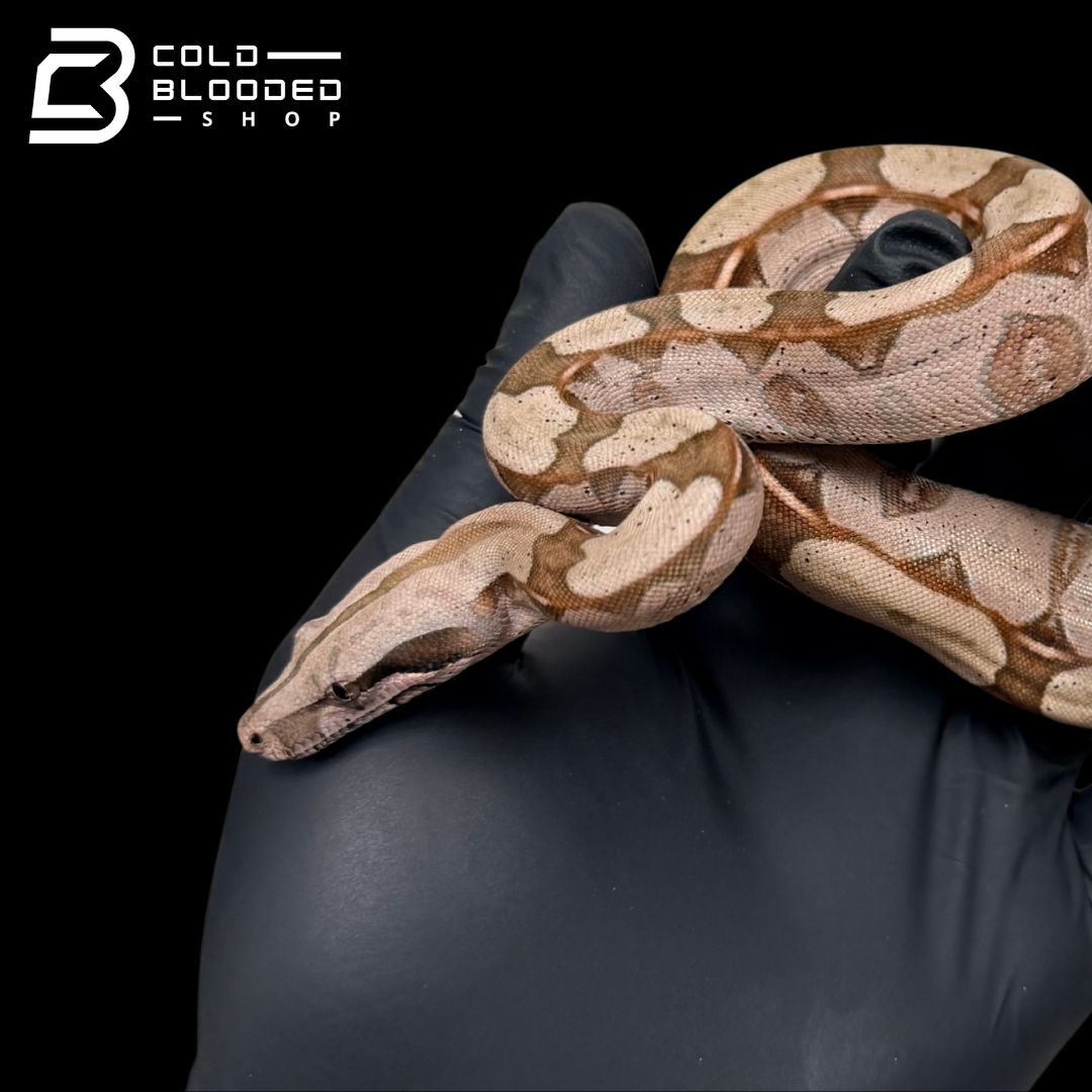 Stunner Female Suriname Boa Constrictor - Boa constrictor constrictor