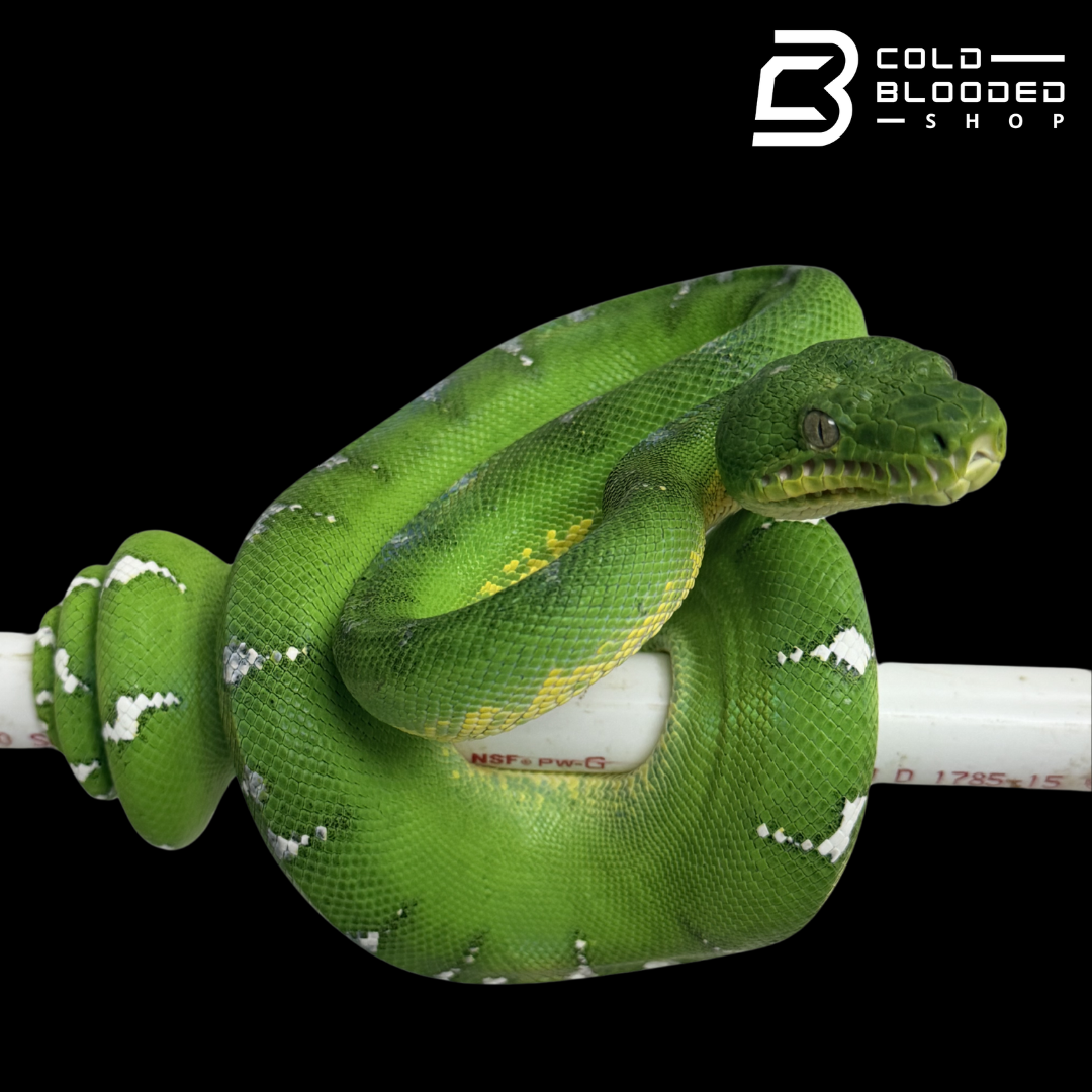 Emerald Tree Boa - Corallus caninus #E2