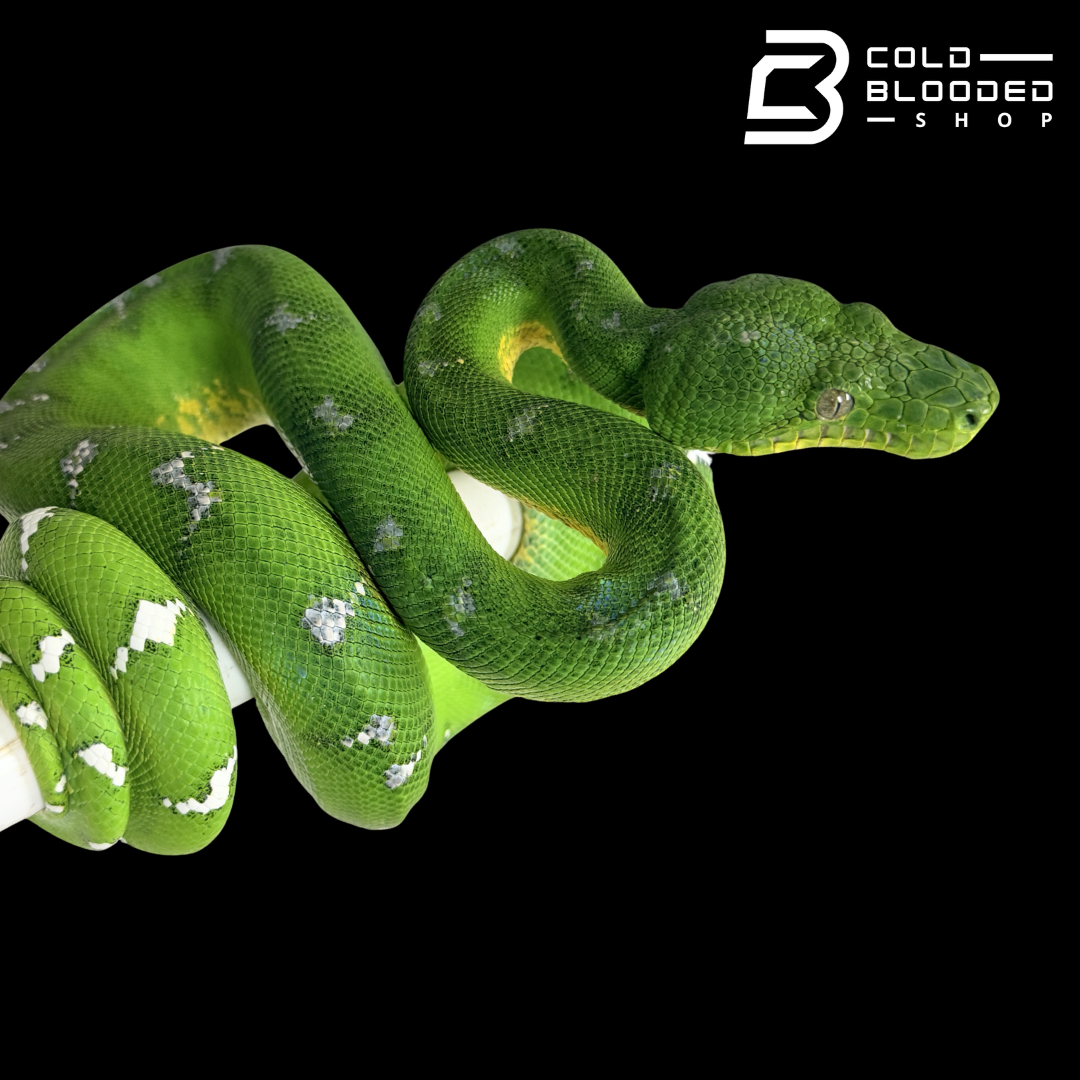 Emerald Tree Boa - Corallus caninus #E2