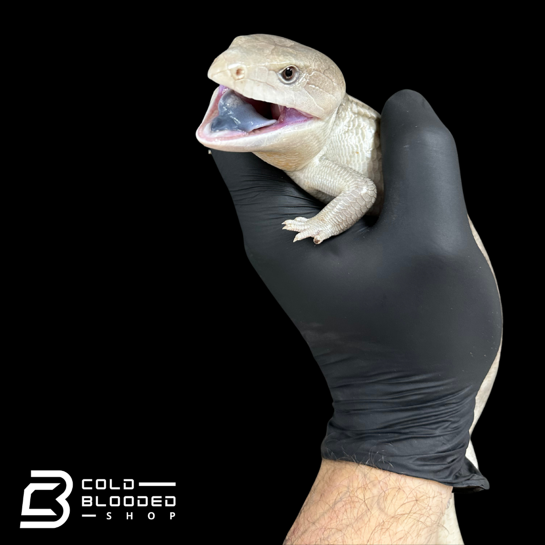 Tanimbar Blue Tongue Skink "Silver" - Tiliqua scincoides chimaera