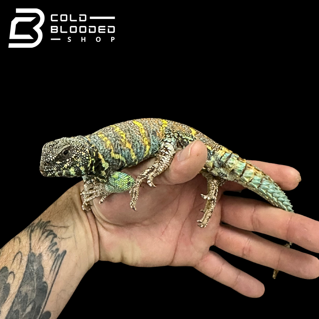 Adult Ornate Blue  Uromastyx #14 - Uromastyx ornata