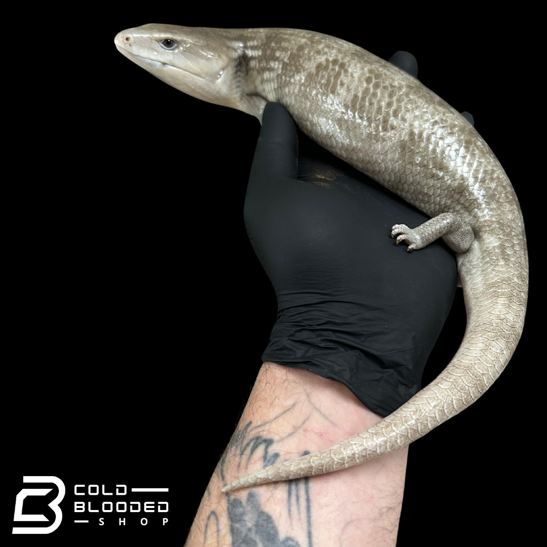 Tanimbar Blue Tongue Skink "Silver" - Tiliqua scincoides chimaera