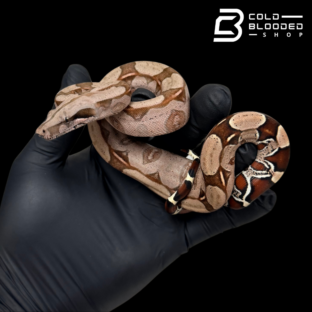 Stunner Female Suriname Boa Constrictor - Boa constrictor constrictor