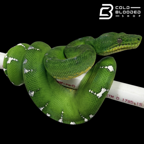 Emerald Tree Boa - Corallus caninus #E2
