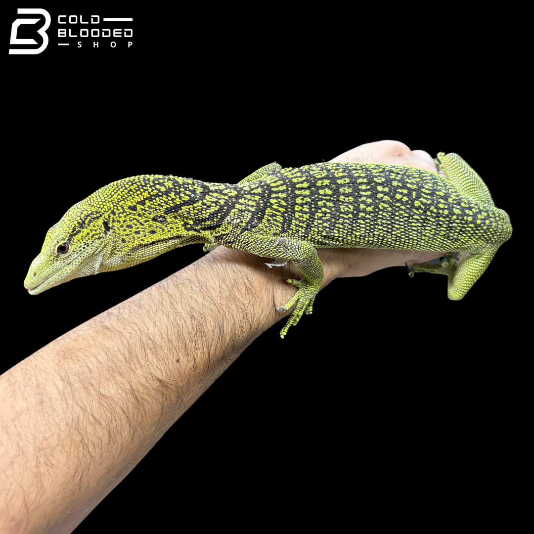 Proven Breeder Male Yellow Tree Monitor - Varanus Reisingeri