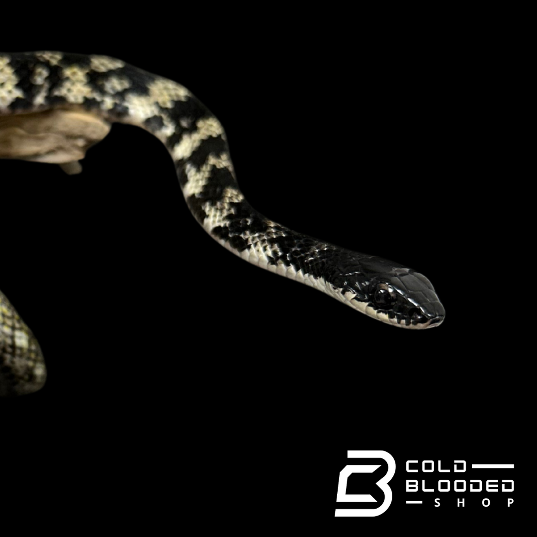VERY RARE Keelback snake #3 - Tropidonophis halmahericus