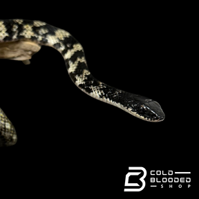 VERY RARE Keelback snake #3 - Tropidonophis halmahericus