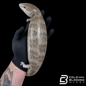 Tanimbar Blue Tongue Skink "Silver" - Tiliqua scincoides chimaera