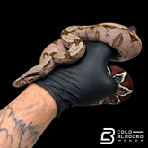 Stunner Female Suriname Boa Constrictor - Boa constrictor constrictor
