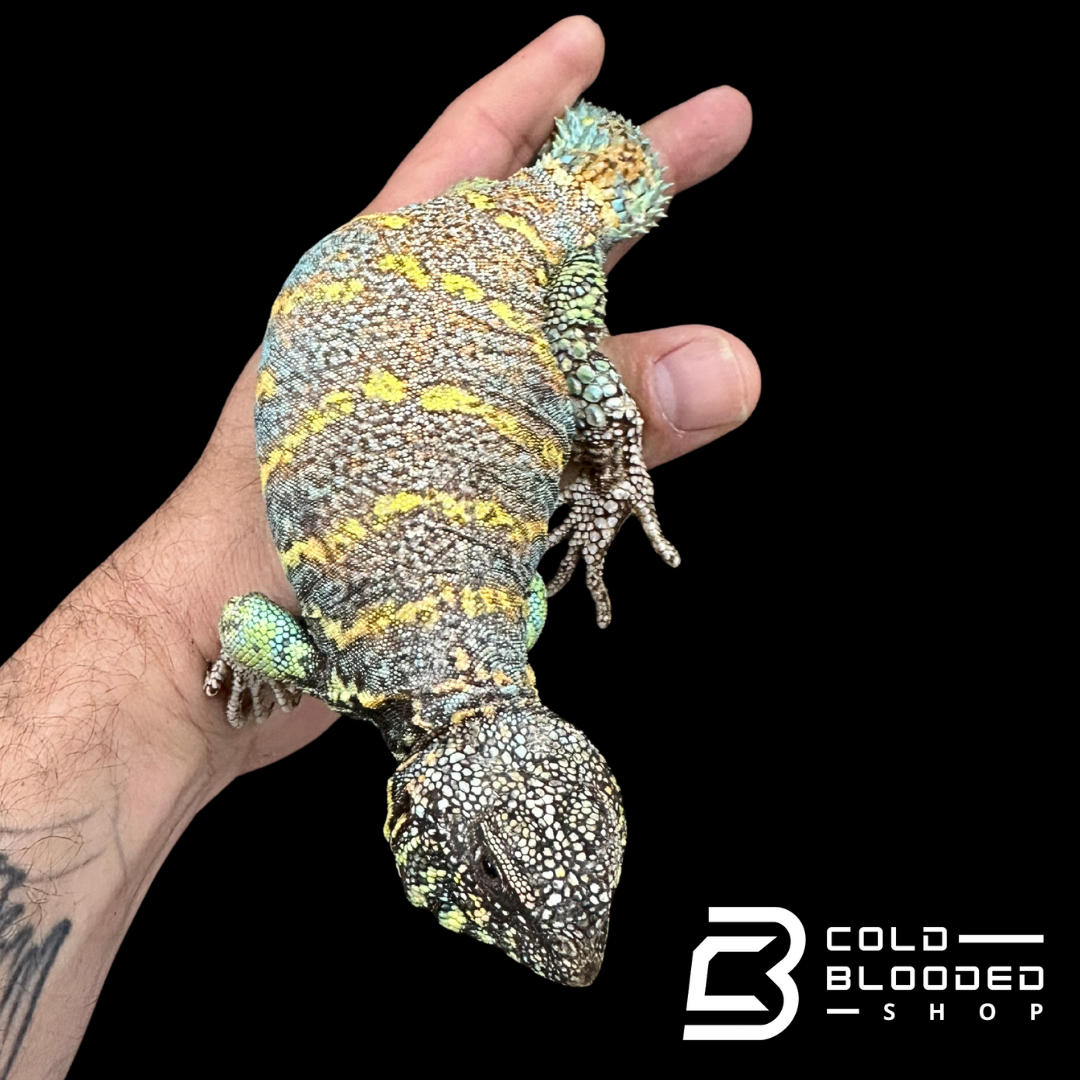 Adult Ornate Blue  Uromastyx #14 - Uromastyx ornata