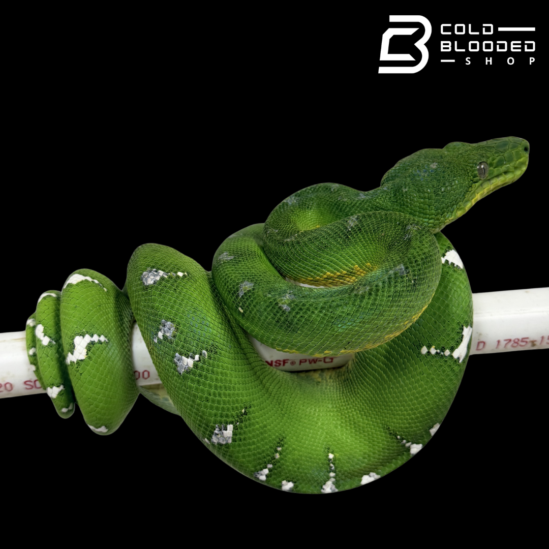 Emerald Tree Boa - Corallus caninus #E2